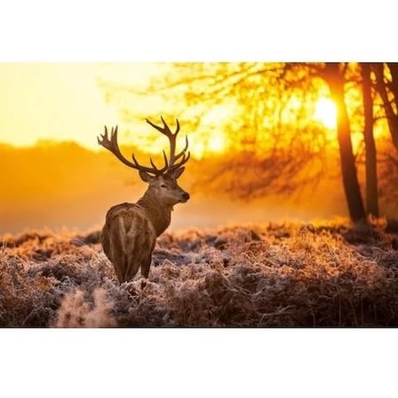Maxi Poster Golden Stag
