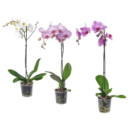 PHALAENOPSIS yeşil 12 cm canlı bitki
