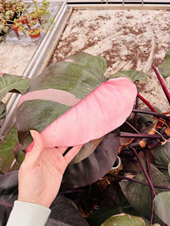 100cm Philodendron 'pink Princess' - Ev ve Ofis Bitkisi (ithal özel tür)