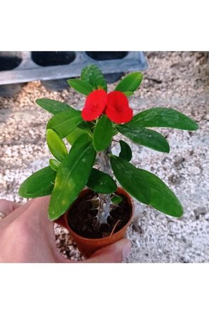Euphorbia Milii, Dikenler Tacı, Kırmızı Çiçek Açan Sukulent 5,5 Cmm Saksıda