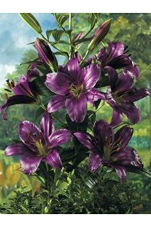 Koyu Bordo Zambak Çiçeği Soğanı 3 Adet