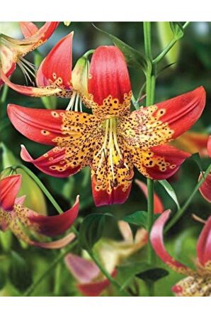 Turuncu Göbekli Çilli Zambak Çiçeği Soğanı 3 Adet