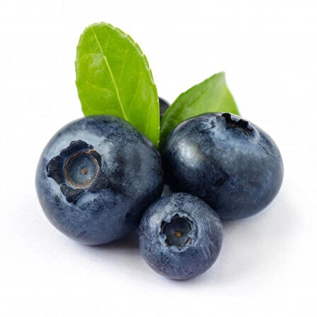 1-2 Yaş Arası Tüplü Yaban Mersini (Vaccinium corymbosum) Fidanı - Sağlıklı ve Lezzetli Mavi Meyveler