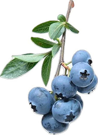 1-2 Yaş Arası Tüplü Yaban Mersini (Vaccinium corymbosum) Fidanı - Sağlıklı ve Lezzetli Mavi Meyveler