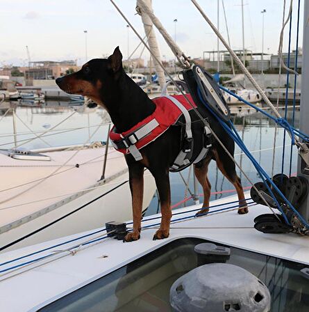 COMFY KÖPEK CAN YELEĞİ , 40-80kg, XL,KIRM.