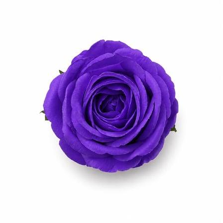 Orta Mor Kokulu Kafa Gül 4,5 cm - 50 Adet