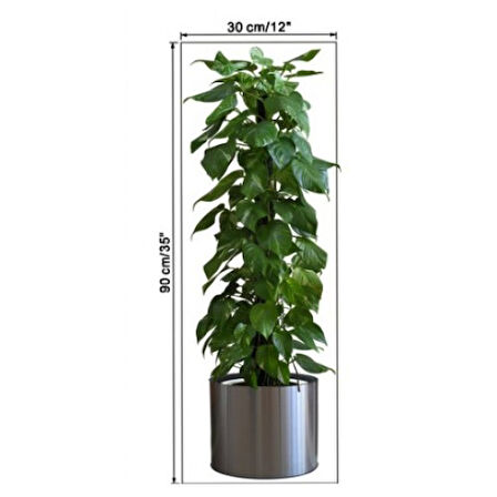 Saksılı Bitki Tasarımlı Yapışkanlı Sticker Resim 90*30 cm (5256)