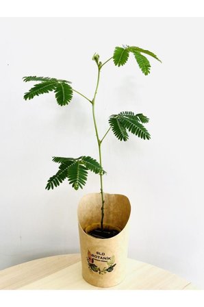 Mimosa Pudica (küstüm Çiçeği) Canlı Bitki 10-20 cm