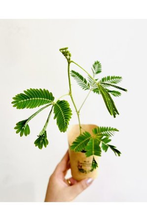 Mimosa Pudica (küstüm Çiçeği) Canlı Bitki 10-20 cm