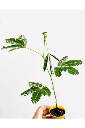 Mimosa Pudica (küstüm Çiçeği) Canlı Bitki 10-20 cm