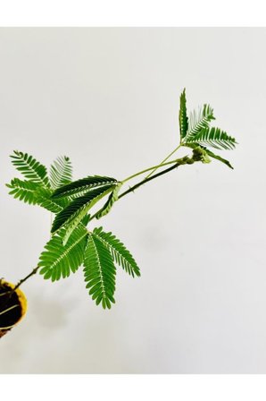 Mimosa Pudica (küstüm Çiçeği) Canlı Bitki 10-20 cm