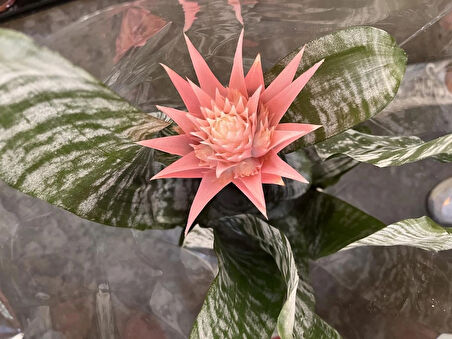 Eşmeya (Açmeya) Kupa Çiçeği - (Aechmea Fasciata)
