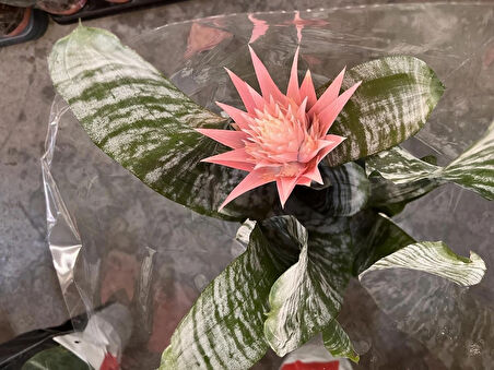 Eşmeya (Açmeya) Kupa Çiçeği - (Aechmea Fasciata)