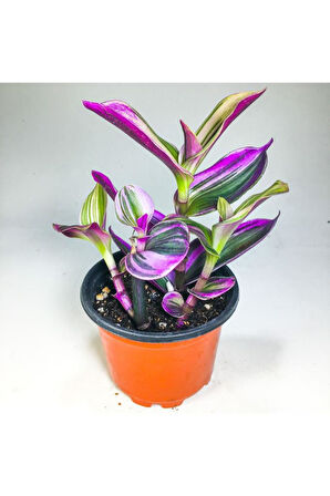 Tradescantia Nanouk Pembe Telgraf Çiçeği (8.5 Cm Saksıda)