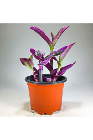 Tradescantia Nanouk Pembe Telgraf Çiçeği (8.5 Cm Saksıda)