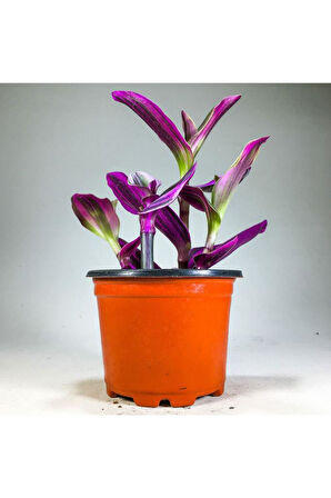 Tradescantia Nanouk Pembe Telgraf Çiçeği (8.5 Cm Saksıda)