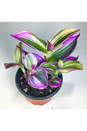 Tradescantia Nanouk Pembe Telgraf Çiçeği (8.5 Cm Saksıda)