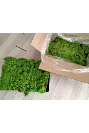 Trendbahce Reindeer Moss Spring Green Şoklanmış Ithal Norveç Yosunu 4 Kg