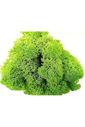 Trendbahce Reindeer Moss Spring Green Şoklanmış Ithal Norveç Yosunu 4 Kg