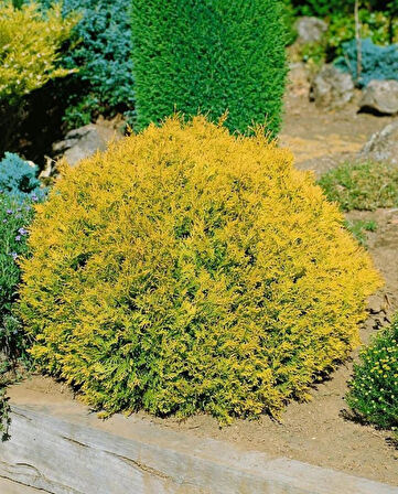 Thuja occidentalis 'Rheingold' - Estetik ve Dayanıklı Raingold Mazı Fidanı" 1-2 yaş arası