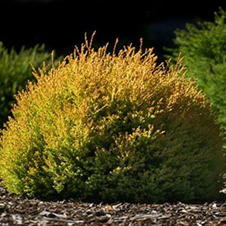 Thuja occidentalis 'Rheingold' - Estetik ve Dayanıklı Raingold Mazı Fidanı" 1-2 yaş arası