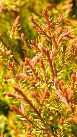 Thuja occidentalis 'Rheingold' - Estetik ve Dayanıklı Raingold Mazı Fidanı" 1-2 yaş arası