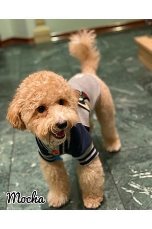LACİVERT LOVE NAKIŞLI KEDİ KÖPEK KOLEJ MONT