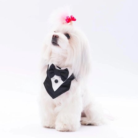 Köpek Smokin Fular