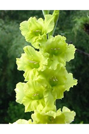 5 Adet Yeşil Glayör Soganı