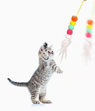 Elastik Kendinden Yapışkanlı Solucan Kedi Oltası (5477)
