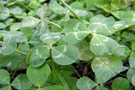Üçgül Tohumu 1 Kg- Süs Yoncası ( Trifolium Repens ) Orijinal Ambalaj