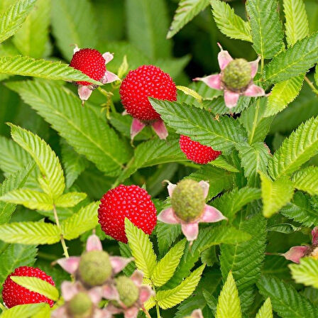 Çilek Ahududu (Rubus illecebrosus) Fidanı - Tatlı ve Sağlıklı Meyveler, 1-2 Yaş Arası Tüplü