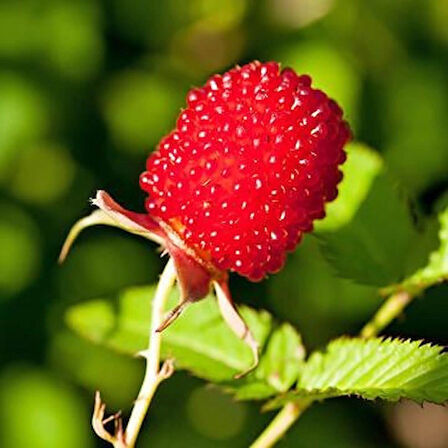 Çilek Ahududu (Rubus illecebrosus) Fidanı - Tatlı ve Sağlıklı Meyveler, 1-2 Yaş Arası Tüplü