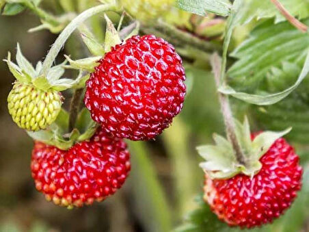 Çilek Ahududu (Rubus illecebrosus) Fidanı - Tatlı ve Sağlıklı Meyveler, 1-2 Yaş Arası Tüplü