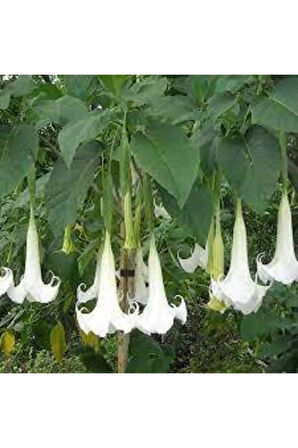 5 Adet Tohum Angel Trumpet Çiçeği Tohum Melek Borazanı Çiçeği Tohum Tohum Saksı Toprak Hediyeli