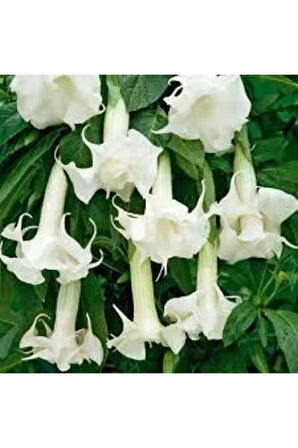 5 Adet Tohum Angel Trumpet Çiçeği Tohum Melek Borazanı Çiçeği Tohum Tohum Saksı Toprak Hediyeli