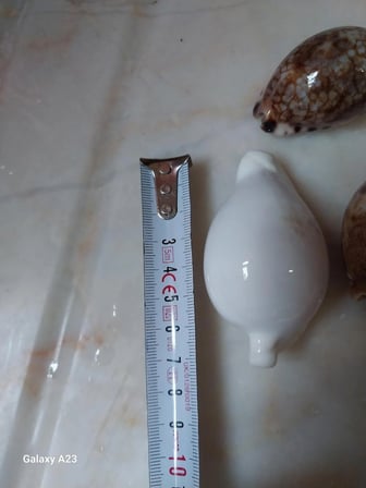 Deniz kabuğu 1 adet