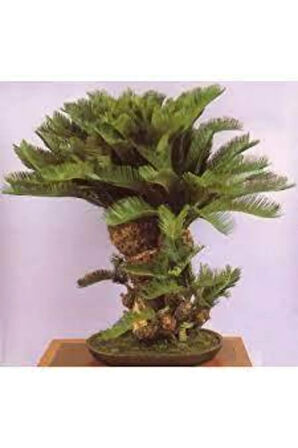 3 Adet Tohum Bodur Bonsai Palmiye Ağacı Bonsai Tohum Ata Tohum Sürpriz Hediye Tohum