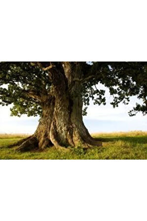 2 Adet Tohum Dev Palamut Ağacı Tohumu Sürpriz Hediye Tohumla Gönderilir