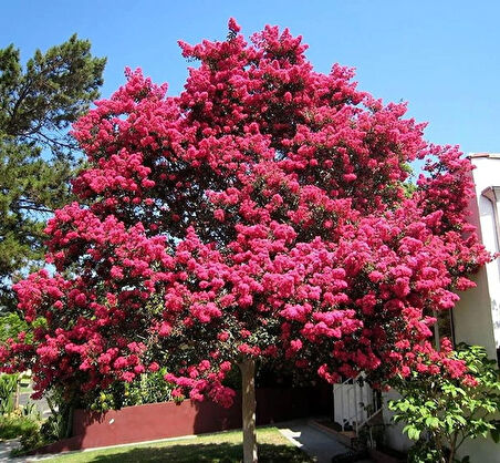 "1-2 Yaşında Pembe Oya Ağacı (Lagerstroemia indica) Fidanı - Bahçeniz İçin Zarif ve Göz Alıcı"