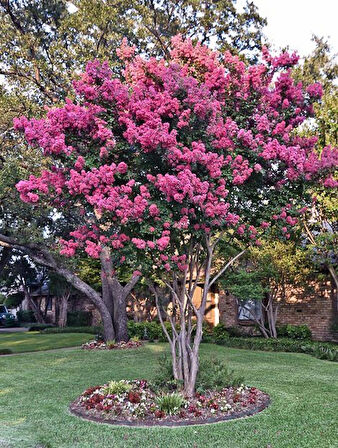 "1-2 Yaşında Pembe Oya Ağacı (Lagerstroemia indica) Fidanı - Bahçeniz İçin Zarif ve Göz Alıcı"