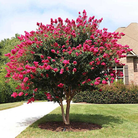 "1-2 Yaşında Pembe Oya Ağacı (Lagerstroemia indica) Fidanı - Bahçeniz İçin Zarif ve Göz Alıcı"