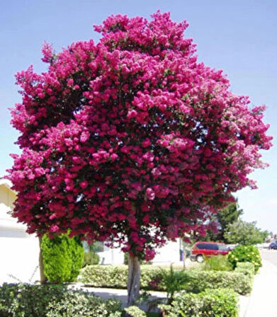 "1-2 Yaşında Pembe Oya Ağacı (Lagerstroemia indica) Fidanı - Bahçeniz İçin Zarif ve Göz Alıcı"