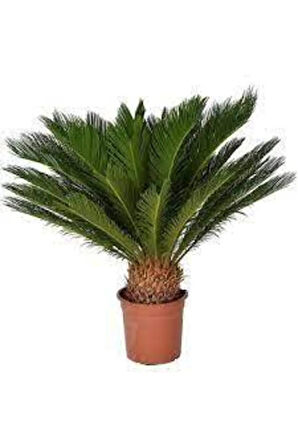 3 Adet Tohum Nadir Bulunan Skas Palmiye Ağacı Tohumu Sikas Ağacı Tohumu Cycas Japon Palmiye Ağacı