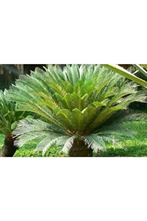 3 Adet Tohum Nadir Bulunan Skas Palmiye Ağacı Tohumu Sikas Ağacı Tohumu Cycas Japon Palmiye Ağacı