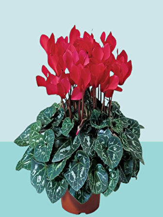2 Adet BÜYÜK Boy Sıklamen (Cyclamen) Çiçeği Kırmızı Renk