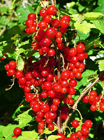 Frenk Üzümü (Ribes rubrum) Fidanı - Meyve Veren Dayanıklı Fidan, 1-2 Yaş Arası Tüplü