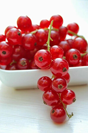 Frenk Üzümü (Ribes rubrum) Fidanı - Meyve Veren Dayanıklı Fidan, 1-2 Yaş Arası Tüplü