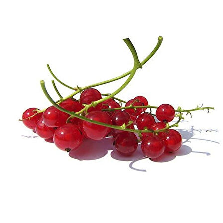 Frenk Üzümü (Ribes rubrum) Fidanı - Meyve Veren Dayanıklı Fidan, 1-2 Yaş Arası Tüplü