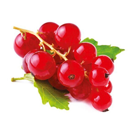 Frenk Üzümü (Ribes rubrum) Fidanı - Meyve Veren Dayanıklı Fidan, 1-2 Yaş Arası Tüplü